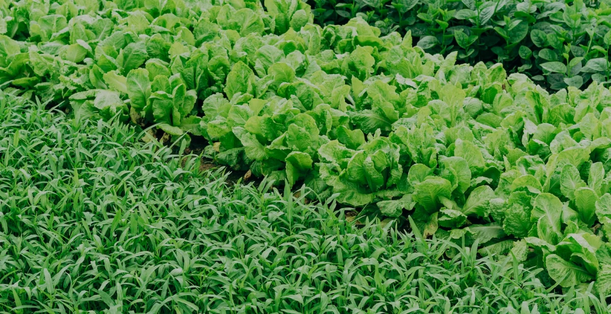 agrotech